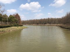 -上海海湾国家森林公园