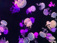 -欢乐海岸海洋奇梦馆