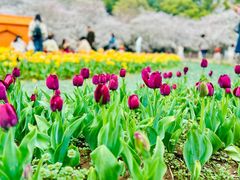 -苏州上方山国家森林公园