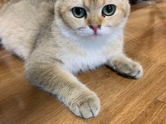 -喵屋coffee