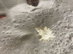 -青岛贝壳博物馆