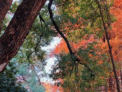 -岳麓山风景名胜区
