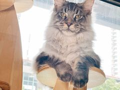 -十年猫舍·猫咪专门店(普陀店)