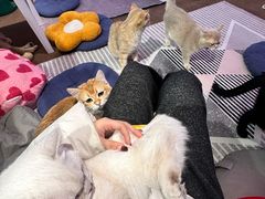 -大型宠物商超·宠海王国·宠物猫狗活体·用品·美容(新世界百货重庆店)