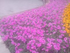 -七宝老街-闵行市民文化广场