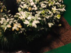 -黄山温泉国际旅游度假区