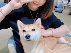 -逗柴咖啡屋·狗咖猫咖宠物桌游