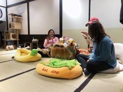-逗柴咖啡屋·狗咖猫咖宠物桌游
