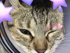 -PETKIT 小佩宠物·低压洗护·美容·寄养(安远店)