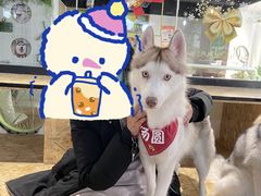 -Husky Go! 哈士奇体验馆·宠物咖啡厅狗咖