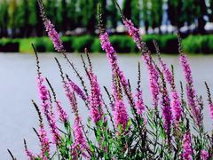 -呈贡滇池生态湿地公园