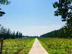 -上海长兴岛郊野公园