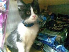 -彩虹桥宠物火化殡葬善终服务(金乐大厦店)