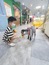 -神奇动物撸宠馆·羊驼·小浣熊·异宠(豫园店)