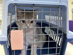 -小猫来了·猫舍(红山六九七九店)