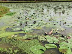 -上海长兴岛郊野公园