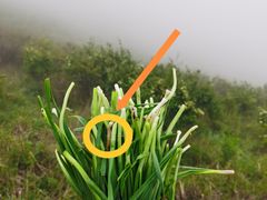 -灵山