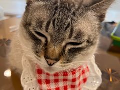 -共舞时光猫咖·狗咖(新街口店)