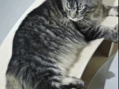 -鼓捣猫呢主题猫咖店
