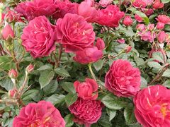-桂林市花鸟市场
