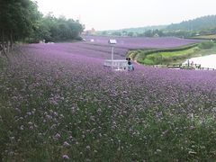 -大塘金香草谷