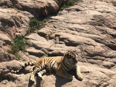 -西霞口神雕山野生动物世界