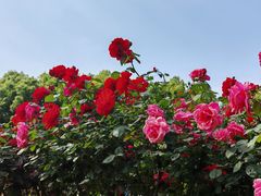 -上海交通大学(闵行校区)