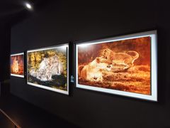 -罗红摄影艺术馆