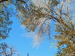 -北京大学燕东园