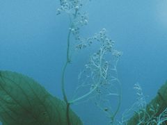 -广东中医药博物馆