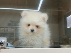 -唐小姐の私宠·宠物洗护美容·撸猫馆·购宠(周浦万达旗舰店)