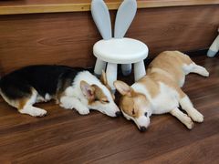 -柯斗斗主题餐厅·狗咖·围炉煮茶·茶饮(国瑞升平里店)