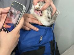 -瑞派先诺宠物医院•猫专科•普外科•中兽医(佛山院)