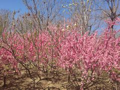 -大兴滨河森林公园