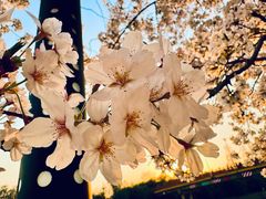 -高东镇樱花园