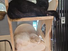 -豆逗聊愈猫阁Easy Life