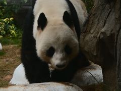 -香港海洋公园