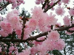 -天适樱花悠乐园