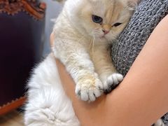 -青奢宠物·青奢猫舍