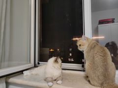 -达爱动物医院·犬猫分区·CT·复杂眼科(远洋山水分院)
