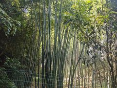 -中国大熊猫保护研究中心雅安碧峰峡基地