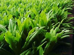 -万源龙顺度假庄园生态观光园