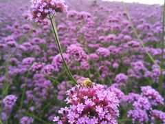 -紫颐香薰山谷景区