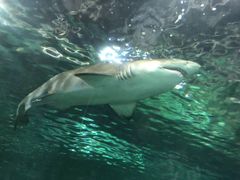 -悉尼海洋生物水族馆