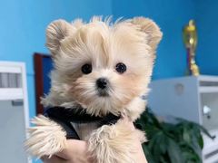 -萌宠之家·腊肠犬·马尔泰·小体犬舍