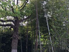 -龙寺生态园