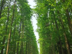 -春花秋色城市公园