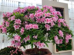 -上海鲜花港