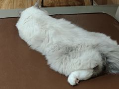 -MOCHA明星猫咖(田子坊店)