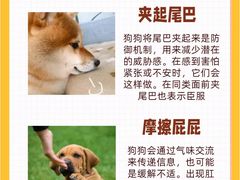 -翊宠yipet猫狗购宠庄园犬舍•猫舍